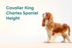 Cavalier King Charles Spaniel